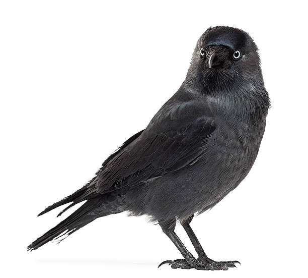 istock Western Jackdaw looking away, Corvus monedula 510948118