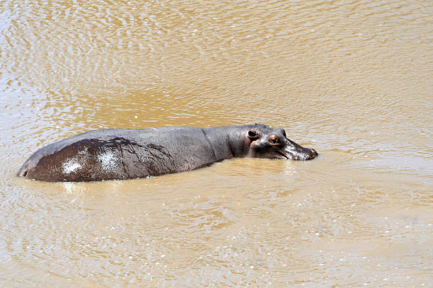 hipopotam - hippopotamus amphibian sleeping hippo sleeping zdjęcia i obrazy z banku zdjęć