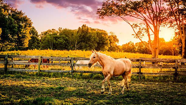 Horse Of A Farm Stock Photo - Download Image Now - Horse, Pasture, Palomino  - iStock