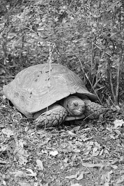 istock Crawling tortoise in the nature 510948777