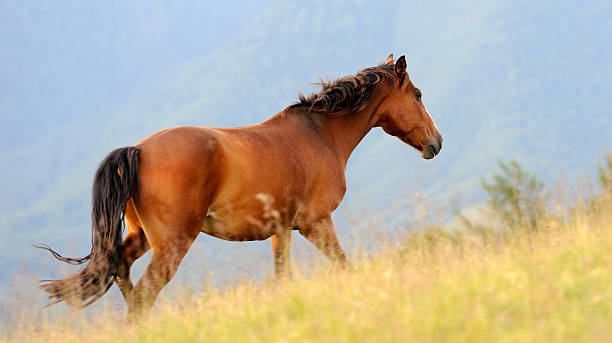istock Horse in mountain 510949223