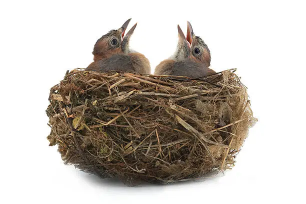 jay's nest with baby birds isolated on a white background