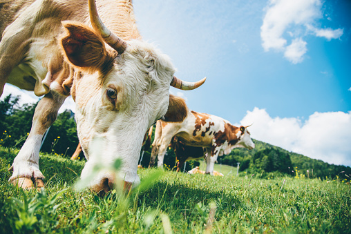Idyllic scene of Swiss cows grazing in Switzerland in summertime