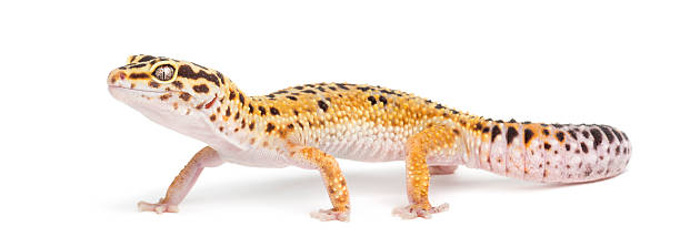istock Leopard gecko, Eublepharis macularius, against white background 510949968