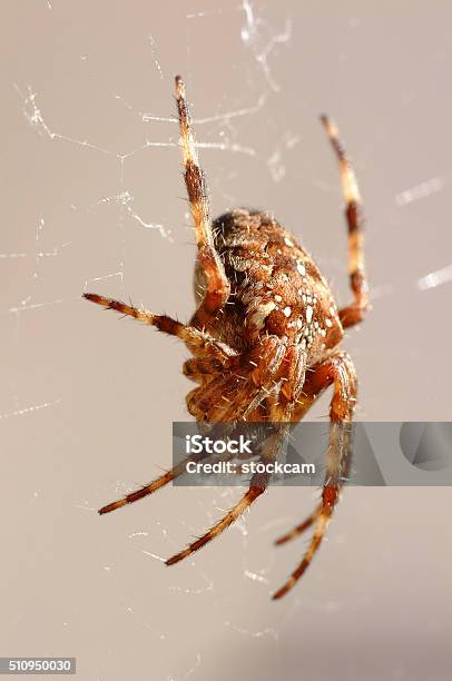 Common Garden Spider In Britain Stock Photo - Download Image Now - Animal, Close-up, England