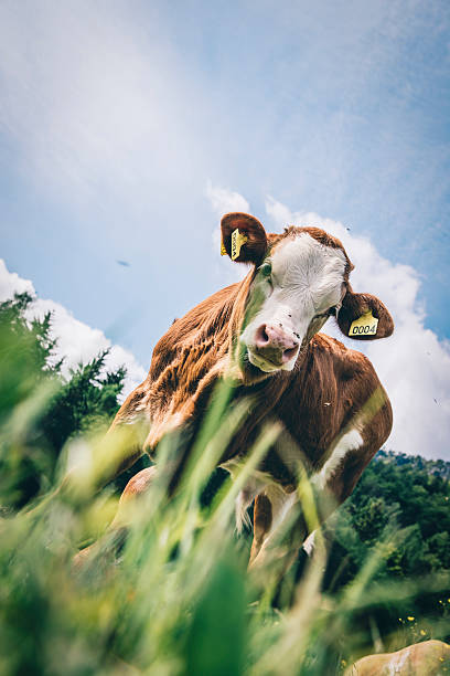 Close up of a curious charolais cattle. Cream-colored charolais cattle.