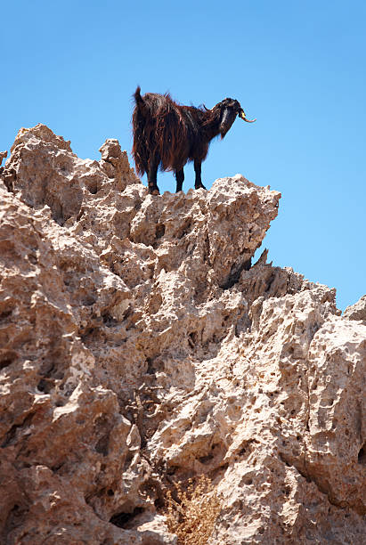 istock Black goat in a rock. Crete. Greece 510950409