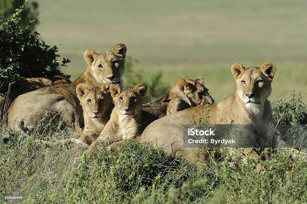 Lion Beautiful Lion in the grass of Masai Mara, Kenya Africa Stock Photo