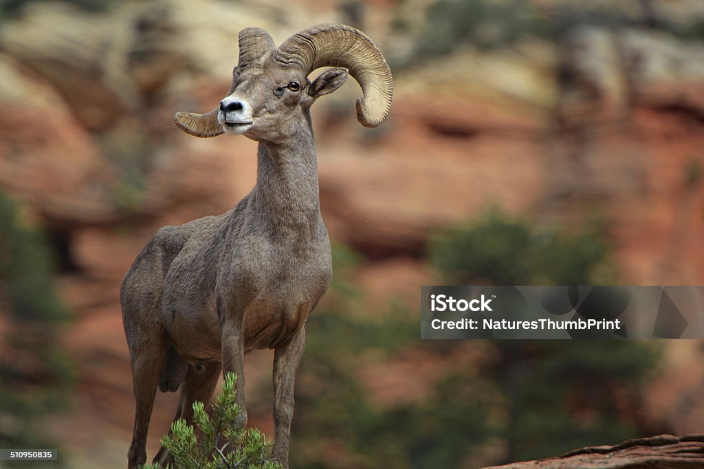 Mouflon des Rocheuses - Photo de Parc National de Zion libre de droits