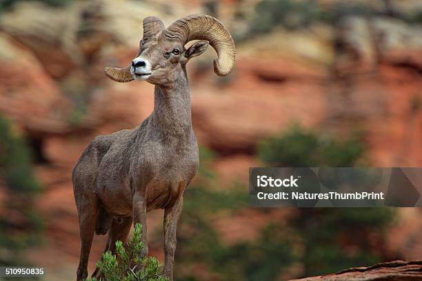 Photo libre de droit de Mouflon Des Rocheuses banque d'images et plus d'images libres de droit de Parc National de Zion - Parc National de Zion, Mouflon des Rocheuses, Utah