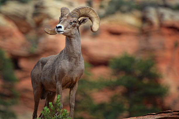 Bighorn Sheep A Bighorn ram stands proudly on a sandstone cliff in Zion National Park. zion stock pictures, royalty-free photos & images