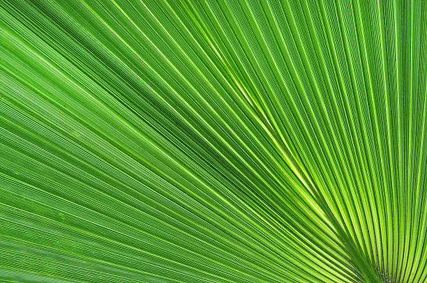 istock Green palm leaf close-up background 510951438