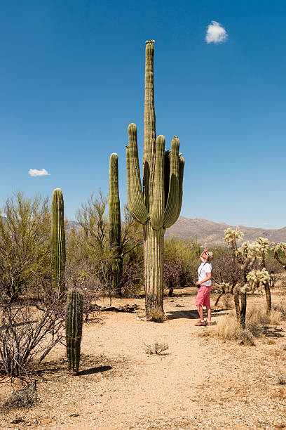 Woman looking at top of a saguaro cactus, Saguaro National Park, Arizona.