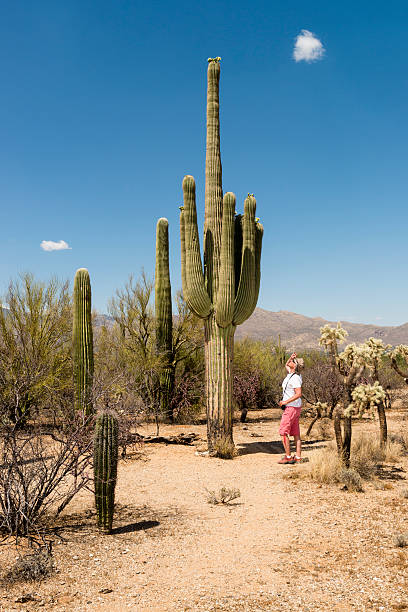 Cactus and woman Woman looking at top of a saguaro cactus, Saguaro National Park, Arizona. sonoran desert stock pictures, royalty-free photos & images
