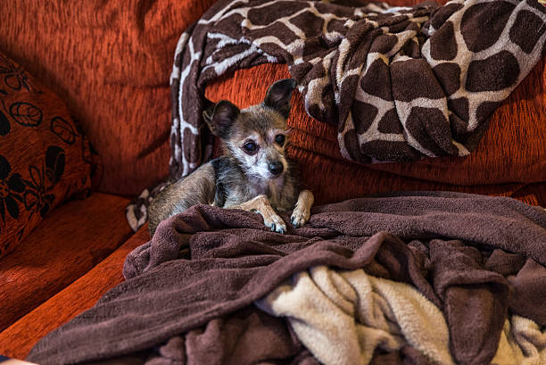 istock Dog waiting stretched out on the couch 510952426