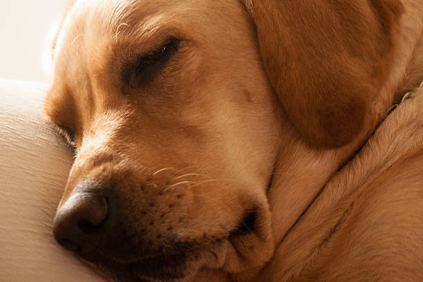 istock Golden Labrador Dog 510952453