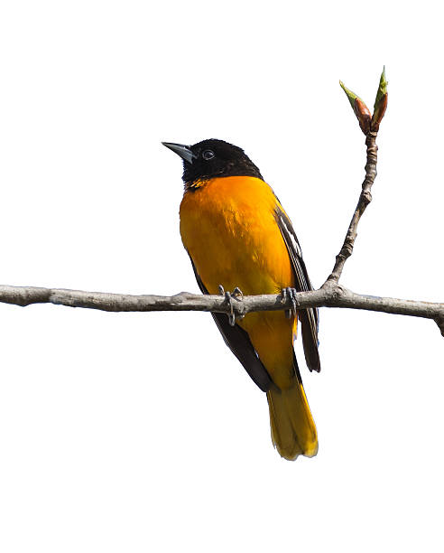 istock Baltimore Oriole (Icterus galbula) on white background 510952511