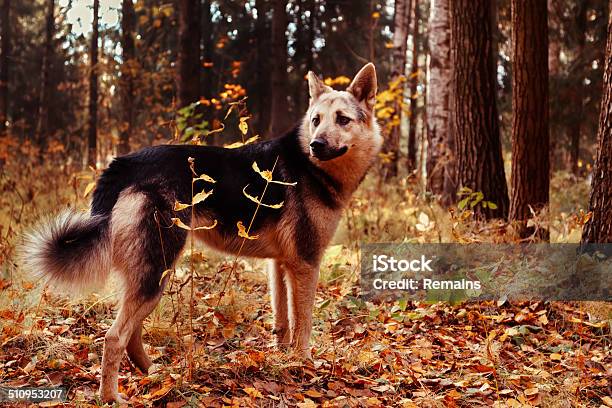 Foto de Cachorro Na Floresta De Outono e mais fotos de stock de Amarelo - Amarelo, Animal, Animal de estimação