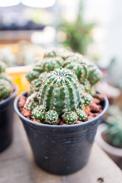 istock Cactus in a pot black. 510953228