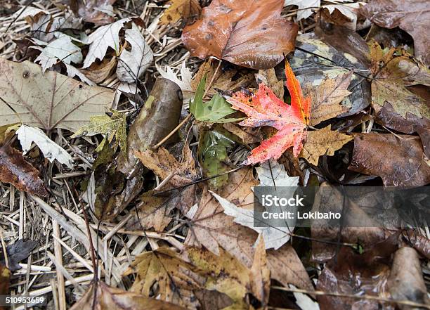 Herbst Blätter Auf Dem Boden Stockfoto und mehr Bilder von Ahornblatt - Ahornblatt, Blatt - Pflanzenbestandteile, Braun