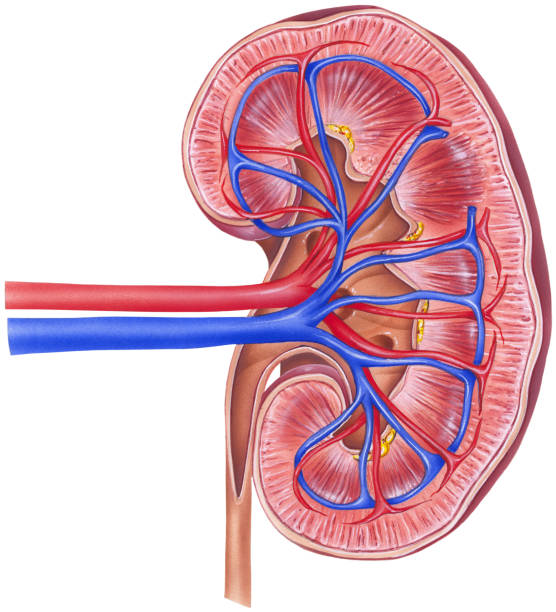 illustrazioni stock, clip art, cartoni animati e icone di tendenza di rene-sezione trasversale - glomerulus