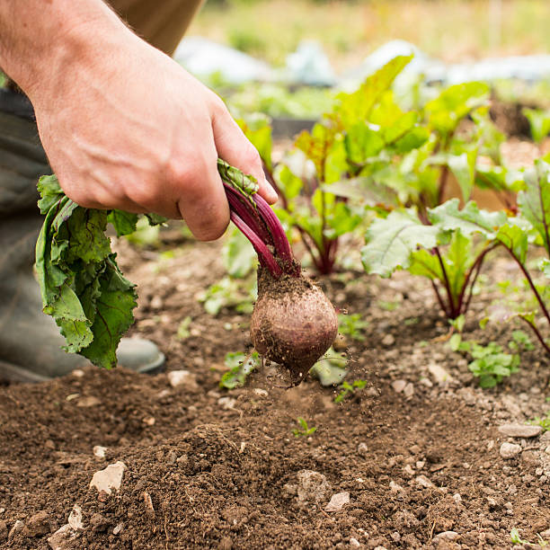 istock Man pulling fresh beetroot out of the ground 510954067