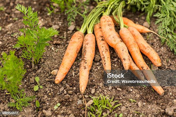 Some Carrots Lying On The Ground Stock Photo - Download Image Now - Carrot, Day, Dirt