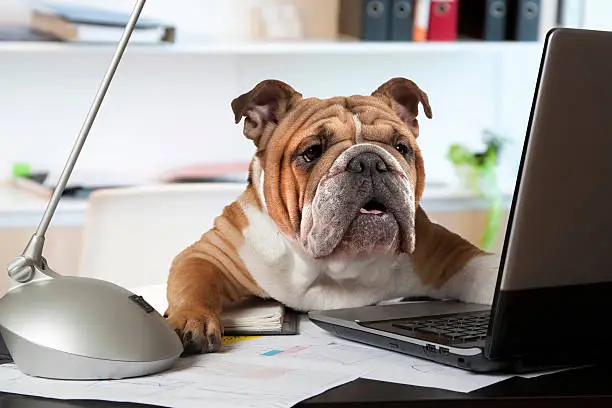 Photo of English Bulldog in the office