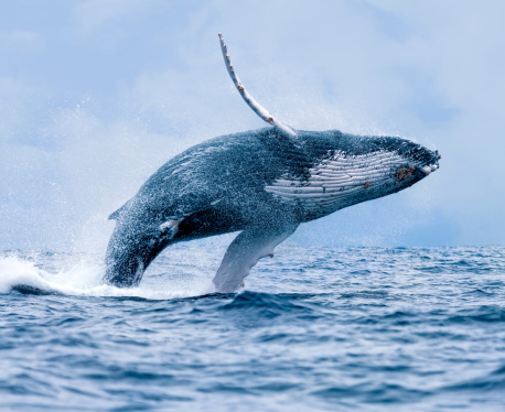 Violando ballena jorobada photo