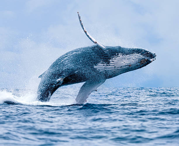 violando ballena jorobada - saltos fuera del agua fotografías e imágenes de stock