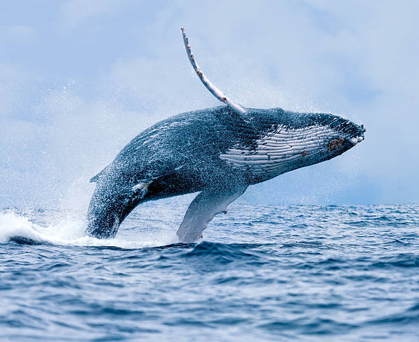 Breaching Humpback Whale A Humpback Whale (Megaptera novaeangliae) breaching the surface of the waters off Puerto Lopez, Ecuador. whale photos stock pictures, royalty-free photos & images