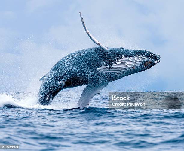 Breaching Humpback Whale Stock Photo - Download Image Now - Whale, Humpback Whale, Jumping