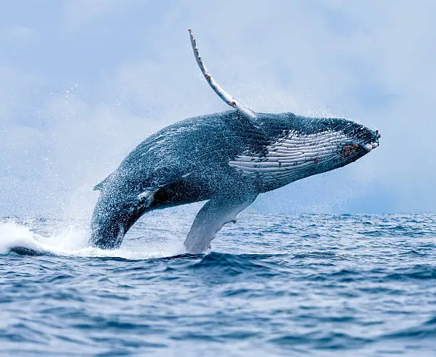 A Humpback Whale (Megaptera novaeangliae) breaching the surface of the waters off Puerto Lopez, Ecuador.