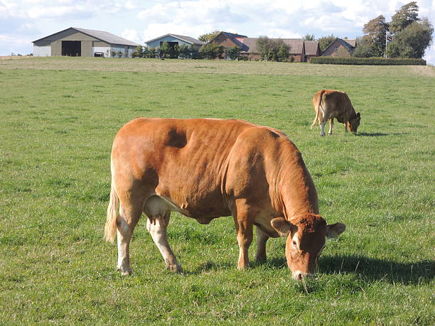 Red cow grazing on a typical Danish summer day stock photo