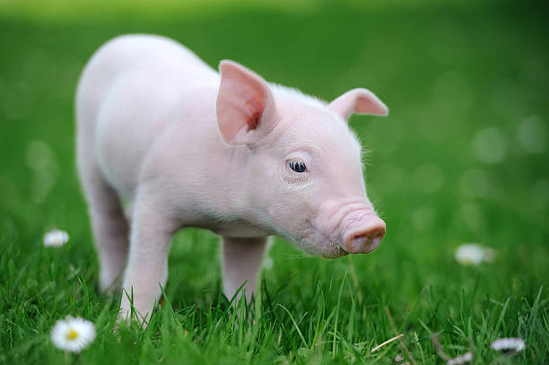 istock Young pig in grass 510955083