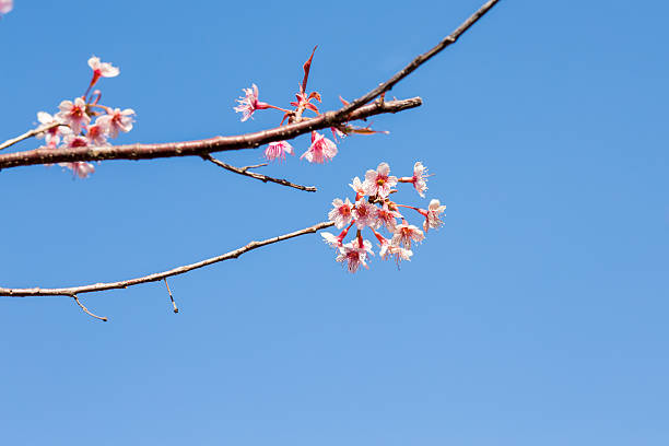 istock Beautiful cherry blossom, Chiang Mai, Thailand 510955198
