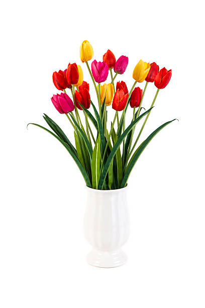 istock Red and Yellow and Pink tulips in pot isolated 510955204