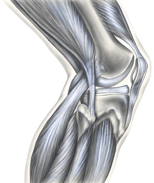 Knee - Bones, Ligaments & Muscles The bony view (left) shows the femur, cut edge of the synovial capsule, meniscus, fibula, tibia, patella, anterior cruciate ligament, posterior cruciate ligament, and medial collateral ligament. The muscular view (right) shows the hamstring muscles, fibula, gastrocnemius muscles, and quadriceps muscles. human knee stock illustrations