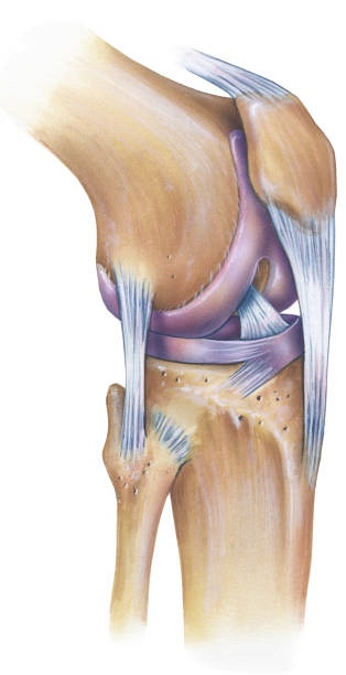 Knee - Anterolateral View The normal human anatomy of a knee, anterolateral view. Shown are the patella, anterior cruciate ligament, patellar ligament, fibular collateral ligament, lateral meniscus, lateral femoral condyle, femur, tibia, and fibula. human knee stock illustrations