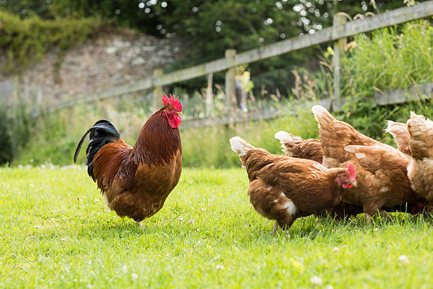 istock Chickens on lawn with a cockerel 510955735