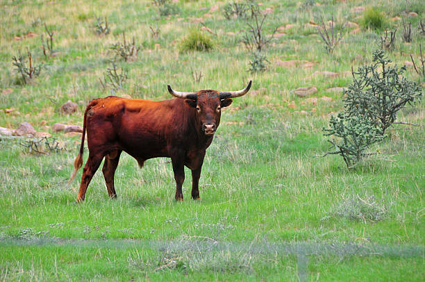 istock No Bull Says Mr. Bull 510955759