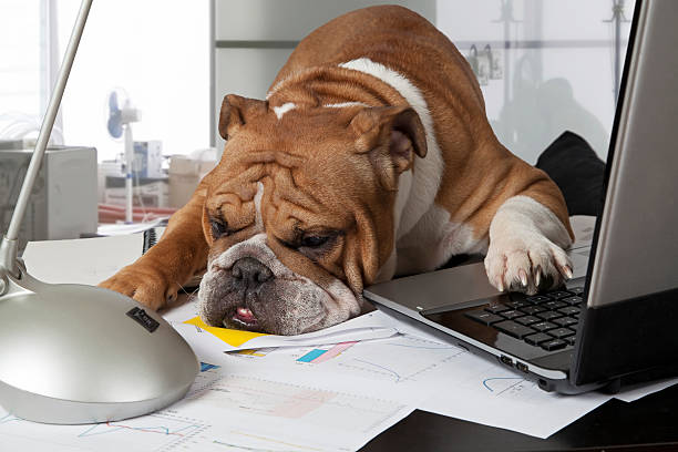 2,463 Exhausted Animal Funny Stock Photos, Pictures & Royalty-Free Images - iStock | Tired animal 2,463 Exhausted Animal Funny Stock Photos, Pictures & Royalty-Free Images - iStock | Tired animal