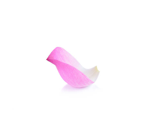 istock lotus flower petal on white background 510956962