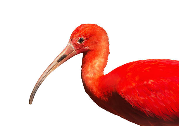 Scarlet ibis (Eudocimus ruber), white background Scarlet ibis (Eudocimus ruber) is a species of ibis in the bird family Threskiornithidae. Bird on the white background. charadriiformes stock pictures, royalty-free photos & images