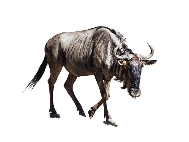 Blue wildebeest (Connochaetes taurinus) isolated stock photo