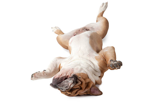 istock English Bulldog lying on his back over white 510958272