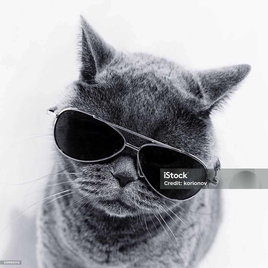 Gato usando óculos de sol - Foto de stock de Gato doméstico royalty-free