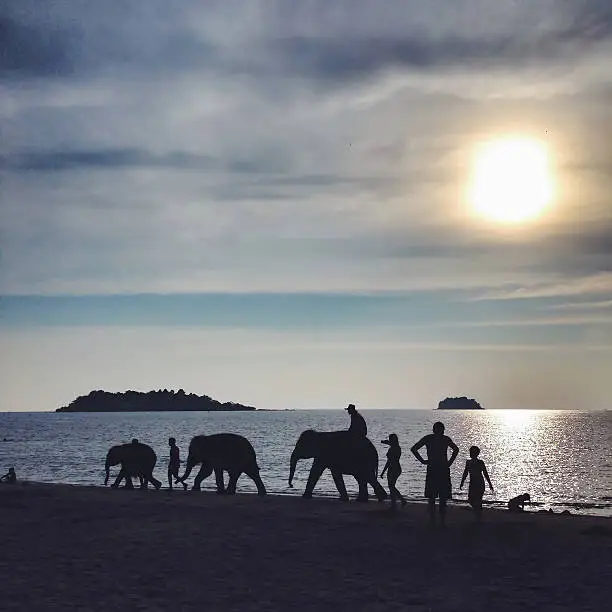 Photo of Silhouettes of Thai people taking elephants for bathing in sea