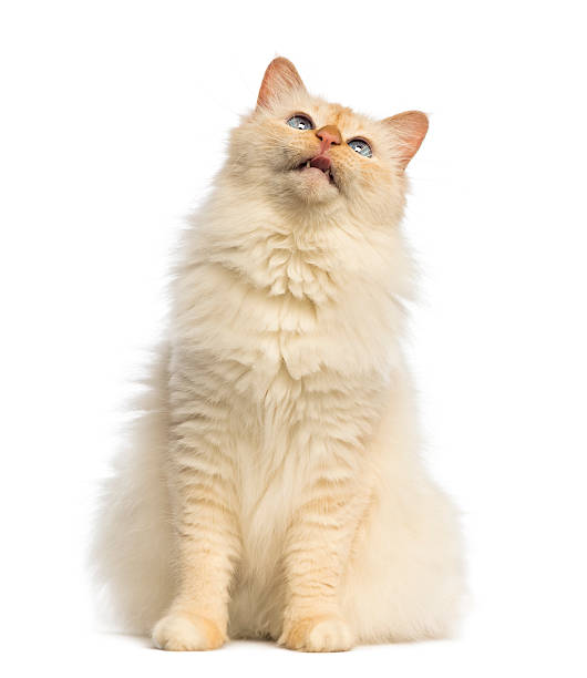 istock Birman sitting and looking up against white background 510960474
