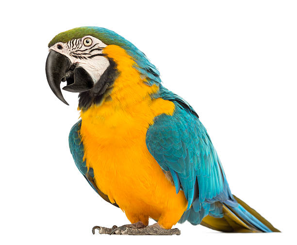 Blue-and-yellow Macaw, Ara ararauna, 30 years old, Blue-and-yellow Macaw, Ara ararauna, 30 years old, in front of white background gold and blue macaw photos stock pictures, royalty-free photos & images